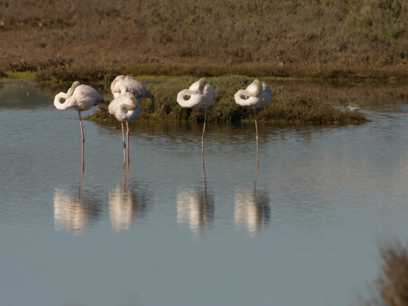 Phoenicopterus ruber Greater Flamingo Flamingo